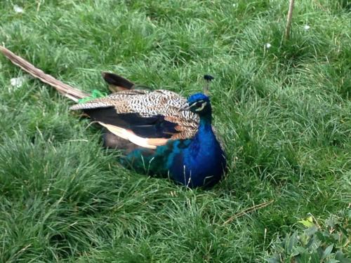 a peacock sitting on the grass in the grass at Apartamento Turistico Cigüeña de Arguedas in Arguedas
