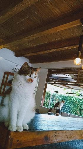 a cat sitting on top of a table at Casa Kai in Palomino