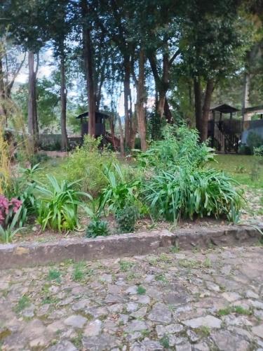 CedroHacienda San Isidro, Corral de Piedra的公园里种有植物和树木的花园