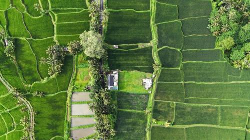 een uitzicht over een veld met een huis erin bij Sava Villa Ubud Rice Fields View in Tegalalang