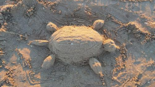 Zvířata v apartmánu nebo okolí
