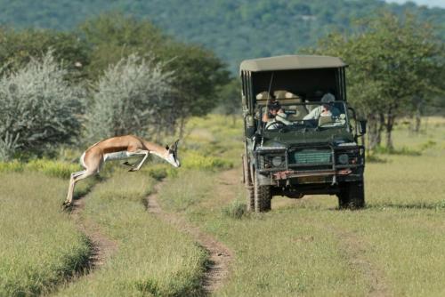 a gazelle running towards a jeep with people in it at Ongava Tented Camp in Okaukuejo