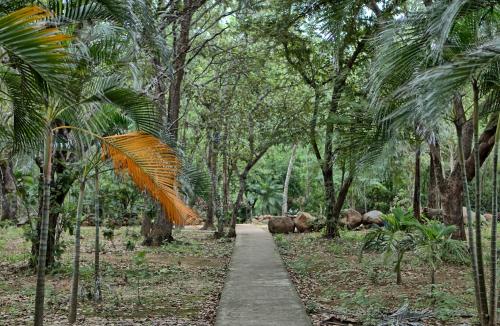 a path in the middle of a forest with trees at Cañon de la Vieja Lodge in Liberia