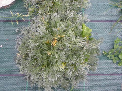 a green plant with yellow flowers on a table at Hotel Les Granges in La Thuile