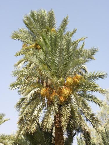 a palm tree with a bunch of oranges on it at Maison La Berberina in Goulmima