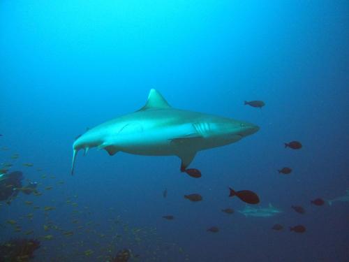 Animales en el hostal o pensión o alrededores