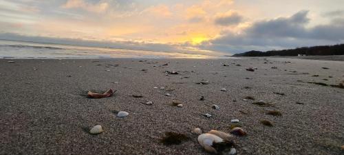 a beach with shells on the sand and the ocean at Apartmenthaus-Usedom Kajüte 10 in Kolpinsee