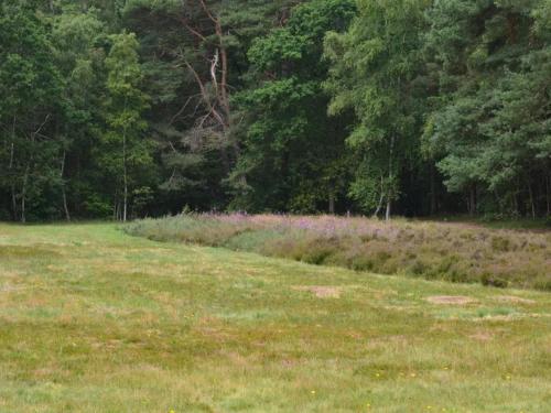 a field of grass with purple flowers and trees at 12 person holiday home in Egå-By Traum in Åstrup