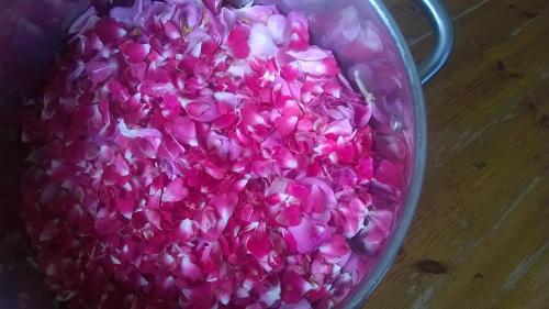 a container filled with pink flowers on a table at Locanda di Campagna in Mulazzo