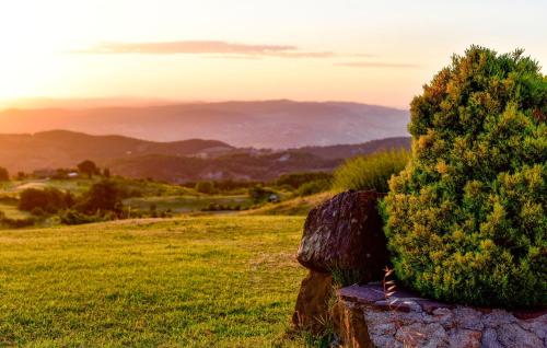 a bush sitting on top of a green field at Pet Friendly Home In Pescina in Tepolini