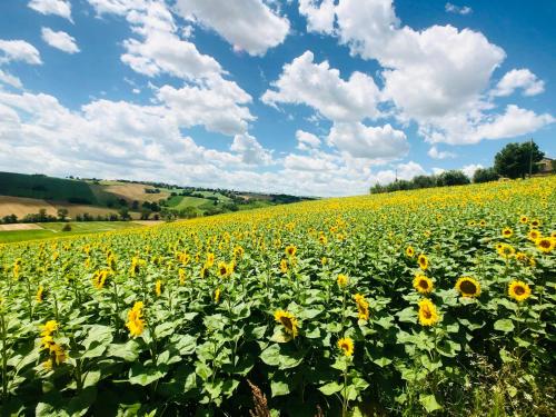 ein Feld von Sonnenblumen unter einem wolkigen Himmel in der Unterkunft Wellness Hillside House In Le Marche in Recanati
