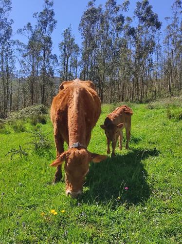 Động vật gần/tại nhà gỗ