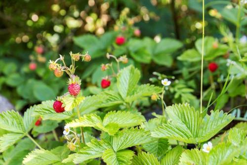 Fotografie z fotogalerie ubytování FJ1000-Jaegerspris-Skolevej-5 v destinaci Jægerspris