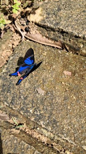 a blue and black butterfly sitting on a rock at Tukamping Private Mountain Retreat Minca in Minca