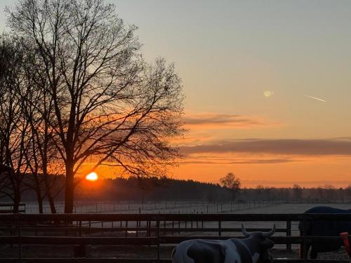 a cow in a field with the sunset in the background at Ferienwohnung in Adelheidsdorf