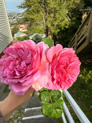 Uma pessoa segurando duas flores rosas em uma varanda. em Renovated Entire 2BR Flat, Comfort, Scenic Views, Free Parking & 10 min to Ferry em Wellington