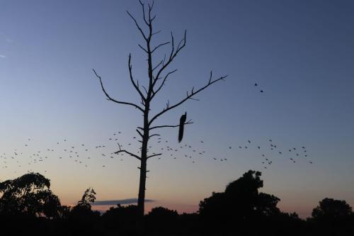 Ảnh trong thư viện ảnh của Elite Safari Resort ở Udawalawe