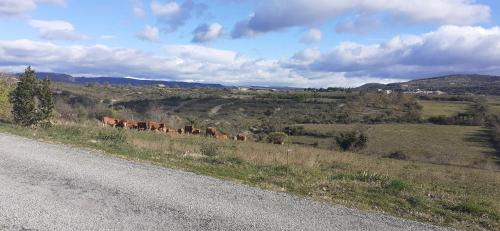 贝尔格新城Chambres d'hôtes Des couleurs et des Mots的一群牛在路边行走