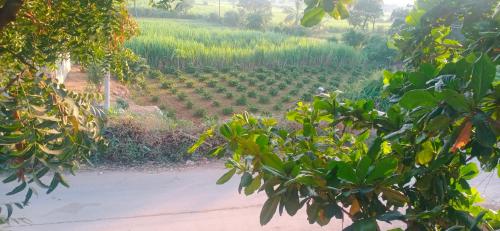 a view of a vineyard from behind a tree at Puneetha home stay hampi in Hampi