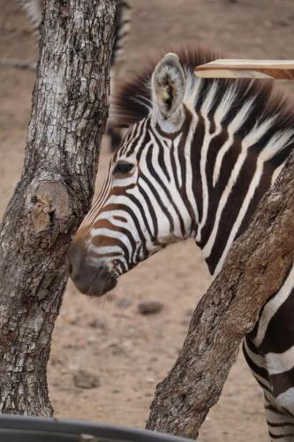 Άλλα ζώα σε αυτό το διαμέρισμα ή στη γύρω περιοχή