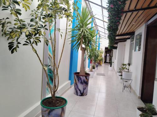 een hal met potplanten in een gebouw bij Concubinas del Inca in Cajamarca