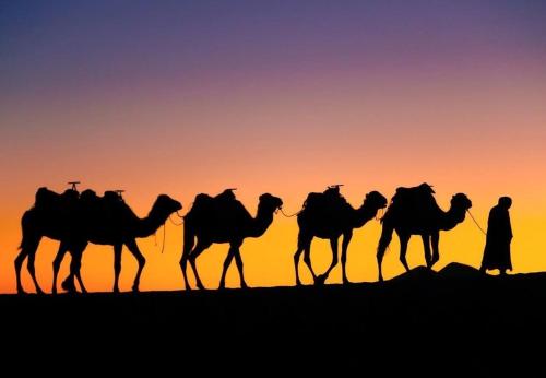 Άλλα ζώα σε οργανωμένο κάμπινγκ ή στη γύρω περιοχή