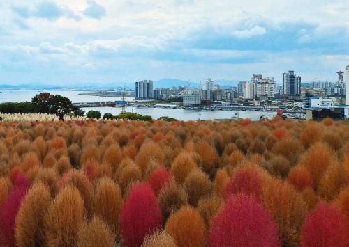 ウルサンにある#Daewangam Park #Seuldo Island #Ilsan Beach # OnDam Stay #Restの街を背景にした色とりどりの植物の畑