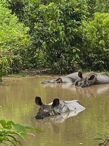 Afbeelding uit fotogalerij van Hotel Dobhan in Bharatpur