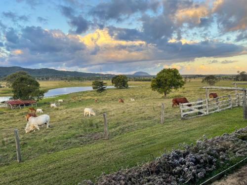 a group of animals grazing in a field with a lake at Sunshine Coast Hinterland Retreat - Yandina Station in Yandina Creek