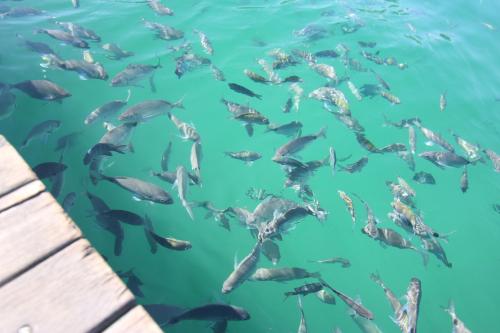 a flock of sharks in the water near a dock at Samba Angra dos Reis in Angra dos Reis
