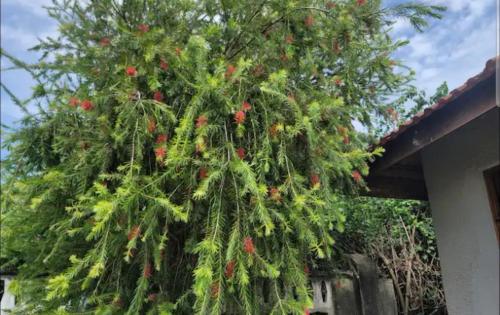 O grădină în afara Ununio Beach Holiday Home