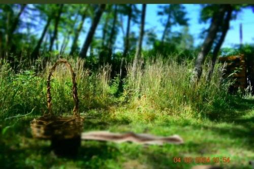 埃博森Refugio Holístico Flora Boreal的田野里的草地上放着一个篮子。