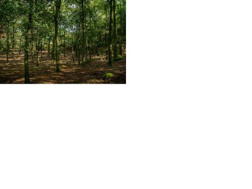 two pictures of a forest with trees in it at Isatour Casa na Serra in Adsamo