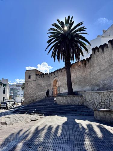 una palma seduta sul lato di un muro di Hotel Dar Dalia Tetouan a Tétouan