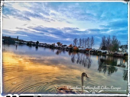 een zwaan die in het water van een rivier zwemt bij Meridian Tattershall Lakes Escape - Lakeside lodge caravan with the fishing peg LUXURY HOT TUB in Tattershall