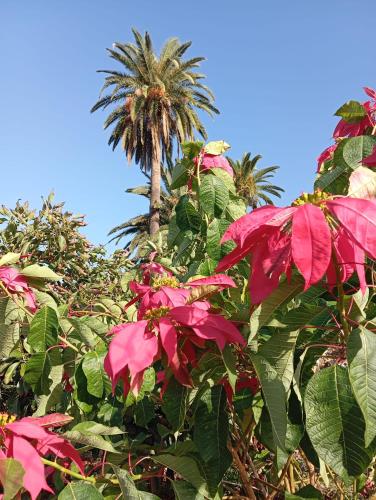 Finca Las Tapias, Glorieta