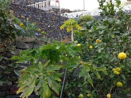 a garden with a bunch of plants and a stone wall at Apartamento Puerto Estaca 1 in Valverde