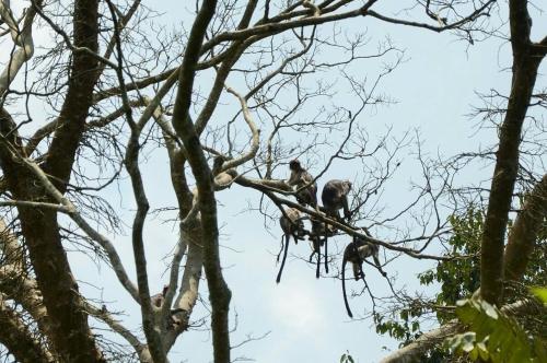 three monkeys sitting on top of a tree branch at Bwigamiro Country Home Fort Portal in Fort Portal