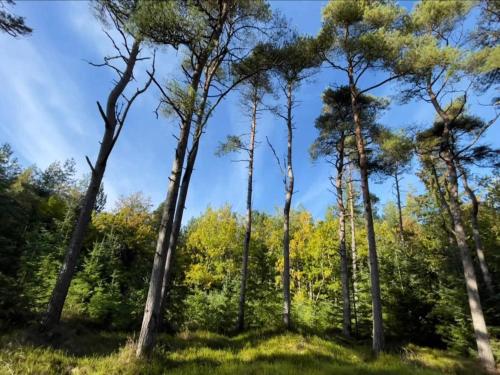 a group of tall trees in a forest at Cozy Beach House with Spa - By Traum Ferienwohnungen in Torup Strand