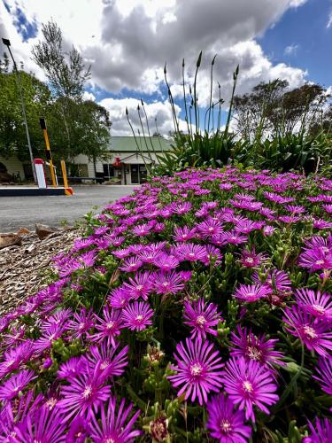 a pile of purple flowers on the side of a street at Eaglehawk Park Canberra in Canberra