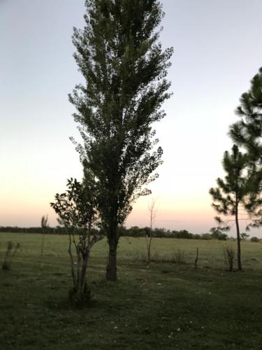 a tree in the middle of a field at El Paraiso in Navarro