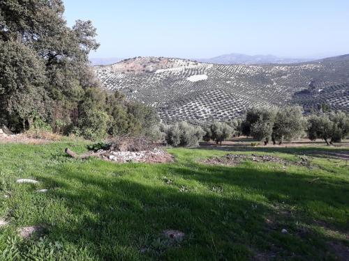 GP Cortijo Palmera - Cortijo de las Chozas的一片草场,有树木和山丘,背景