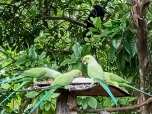 别墅内部或周边的动物