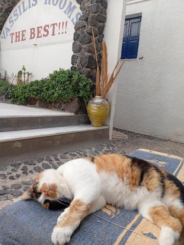 a cat laying on a rug on the ground at The Best in Perissa