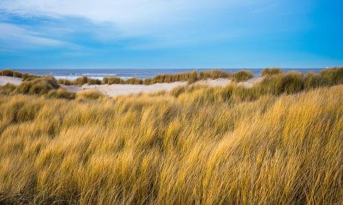 Un campo de hierba con el océano al fondo en Haus Meeresstern, en Wangerooge