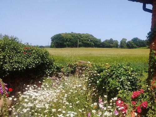 a field of flowers with a field in the background at Elm Tree Barn in Felmingham