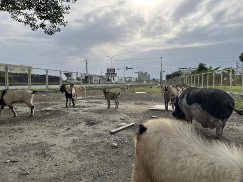 a herd of animals standing in a dirt field at 三五八民宿 in Taitung City