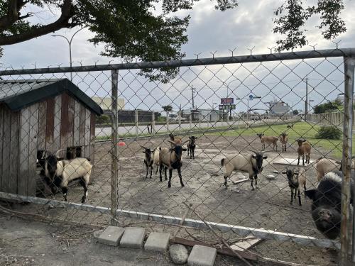 a group of animals standing behind a fence at 三五八民宿 in Taitung City