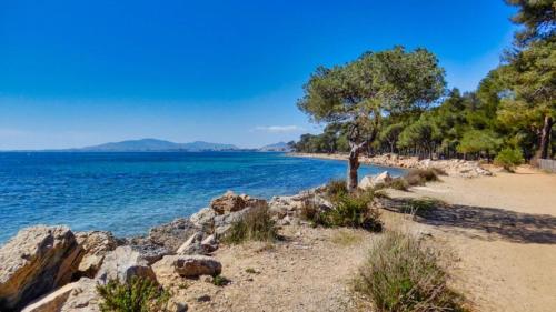 a beach with a tree and the water at ZEcamping 3 à 150m de la plage cadre unique de la presquîle de Giens in Hyères