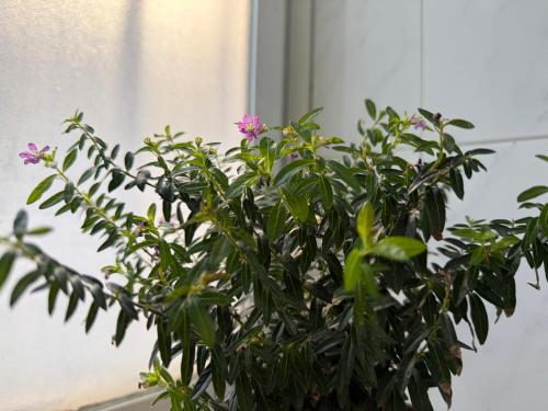 Cosy Estudio Marbella Centro